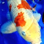 KOI 12” to 14" Standard