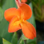 Canna Chiquita Punch