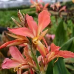 Canna Erebus