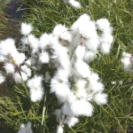 Cotton Grass