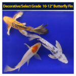 Koi Butterfly 10 to 12 inch Each