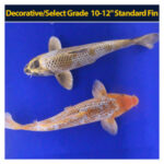 Koi Standard-10 to 12 inch Each