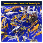 Koi Butterfly 3 to 4 inch  (+5)