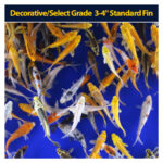 Koi Standard 3 to 4 inch  (+5)