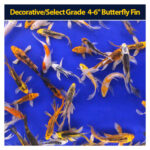 Koi Butterfly 4 to 6 inch  (+5)