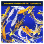 Koi Standard 4 to 6 inch  (5+)