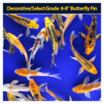 Koi Butterfly 6 to 8 inch Each