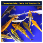 Koi Standard 6 to 8 inch Each