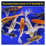 Koi Butterfly 8 to 10 inch Each