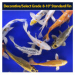 Koi Standard 8 to 10 inch Each