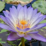 Day Lilly Asst 3 Crowns