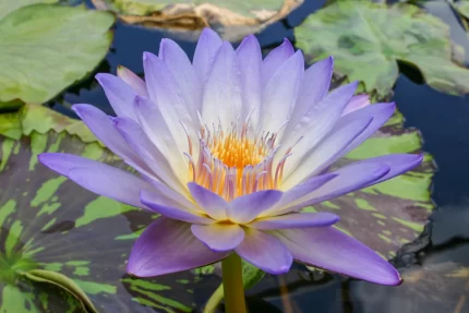 Day Lilly Asst 3 Crowns