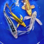 8" Premium Koi