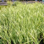 Manna Grass
