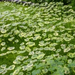 Pennywort