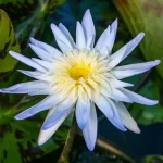 Tropical Lily Walter