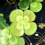 Fuzzy Water Clover