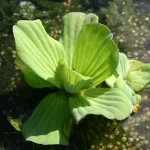 Water Lettuce